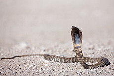 Eine Zebraschlange (Speikobra) stellt sich f&uuml;r uns in Fotoposition