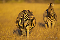 Zebras im sch&ouml;nsten Licht, Etosha Nationalpark
