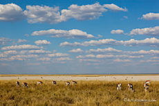 Springbockherde an der Fisher&acute;s Pan, Etosha Nationalpark