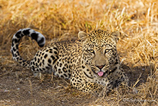 Leopard auf D&uuml;sternbrook