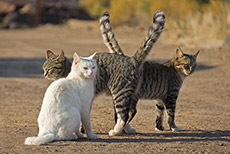 Katzenbande am K&ouml;cherbaumwald