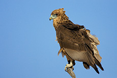 Raubadler