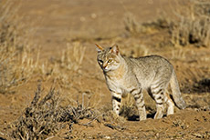 Wildkatze