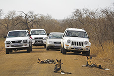 Belagerung der Wildhunde