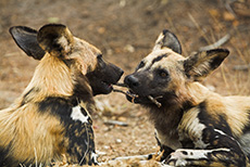 Wildhunde beim Spielen