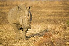 Breitmaulnashorn im Abendlicht