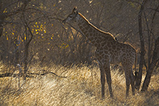 Giraffenbaby