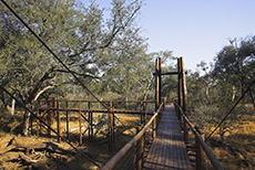 Treetop Walk