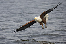 Schreiseeadler im Anflug