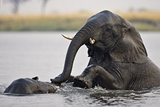 Rangeleien im Wasser
