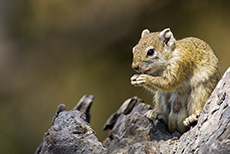 Buschh&ouml;rnchen