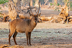 ein pr&auml;chtiger Wasserbock