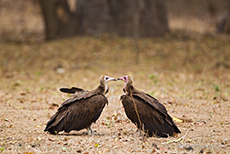 wartende Geier am Riss