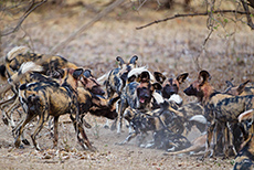 die Wildhunde am Riss