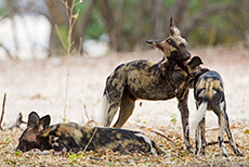 verspielte Wildhunde