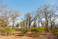 Lichter Wald im Mana Pools Nationalpark