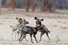 verspielte Wildhunde fr&uuml;h am Morgen
