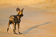 junger Wildhund