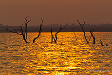 Goldenes Licht auf dem Lake Kariba, Matusadona Nationalpark