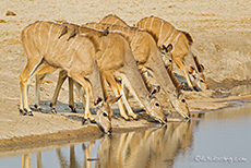 der Durst wird gestillt