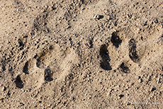 Leopardenspuren an der Salt Pan