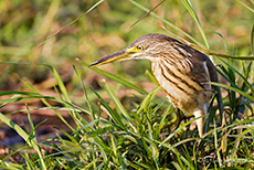 Madagaskar Rallenreiher