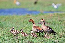 Nilgansfamilie