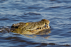 scheues Krokodil