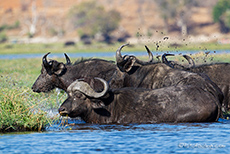 B&uuml;ffel durchqueren den Chobe River