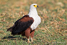 Schreiseeadler am Ufer des Chobe