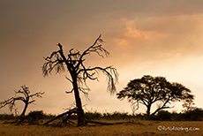 Regenstimmung in Savuti