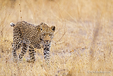 bildsch&ouml;ne Leopardin