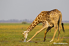 Giraffe beim Trinken