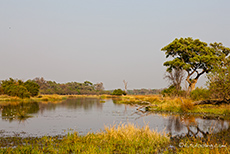 unterwegs am Khwai River