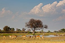 Impalas im Moremi