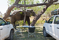 Elefant zum Anfassen