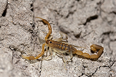 Skorpion