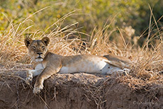 Faule L&ouml;win im South Luangwa NP
