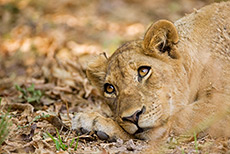 Junge L&ouml;win, South Luangwa NP