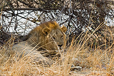 L&ouml;wenpascha im South Luangwa NP