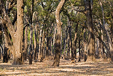 Laubw&auml;lder im South Luangwa NP