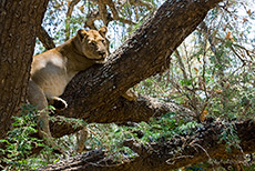 L&ouml;win im Baum, Lower Zambezi Nationalpark