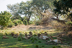Faule L&ouml;wenfamilie an einer Lagune, Zambezi Nationalpark