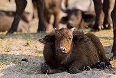 B&uuml;ffelkalb
