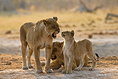Genervte L&ouml;wenmutter mit Baby