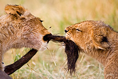 L&ouml;wenbabys beim Tauziehen