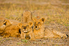M&uuml;de L&ouml;wen, Moremi Nationalpark