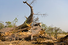 Der gro&szlig;e Baobab ist gestorben, Moremi Nationalpark