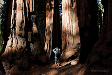 Chris vor den Riesenb&auml;umen im Sequoia Nationalpark