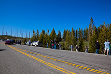 B&auml;rensichtung im Yellowstone Nationalpark